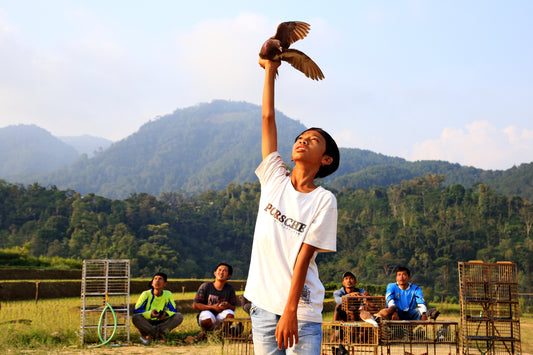 Mark Levintin Photography-Lomba Burung