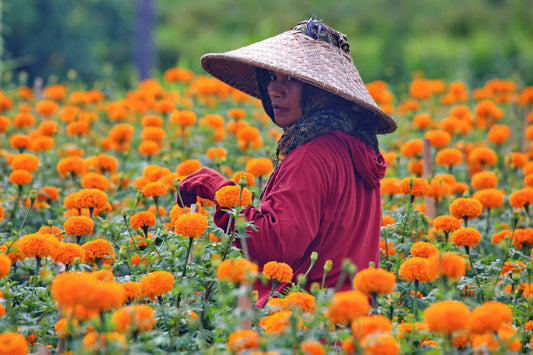 Mark Levintin Photography-Marigold Bali